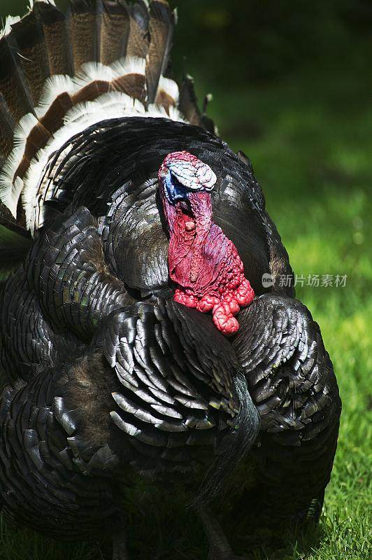 美国青铜土耳其，meleagris gallopavo，雄性展示它的羽毛扇形，显示它的羽毛